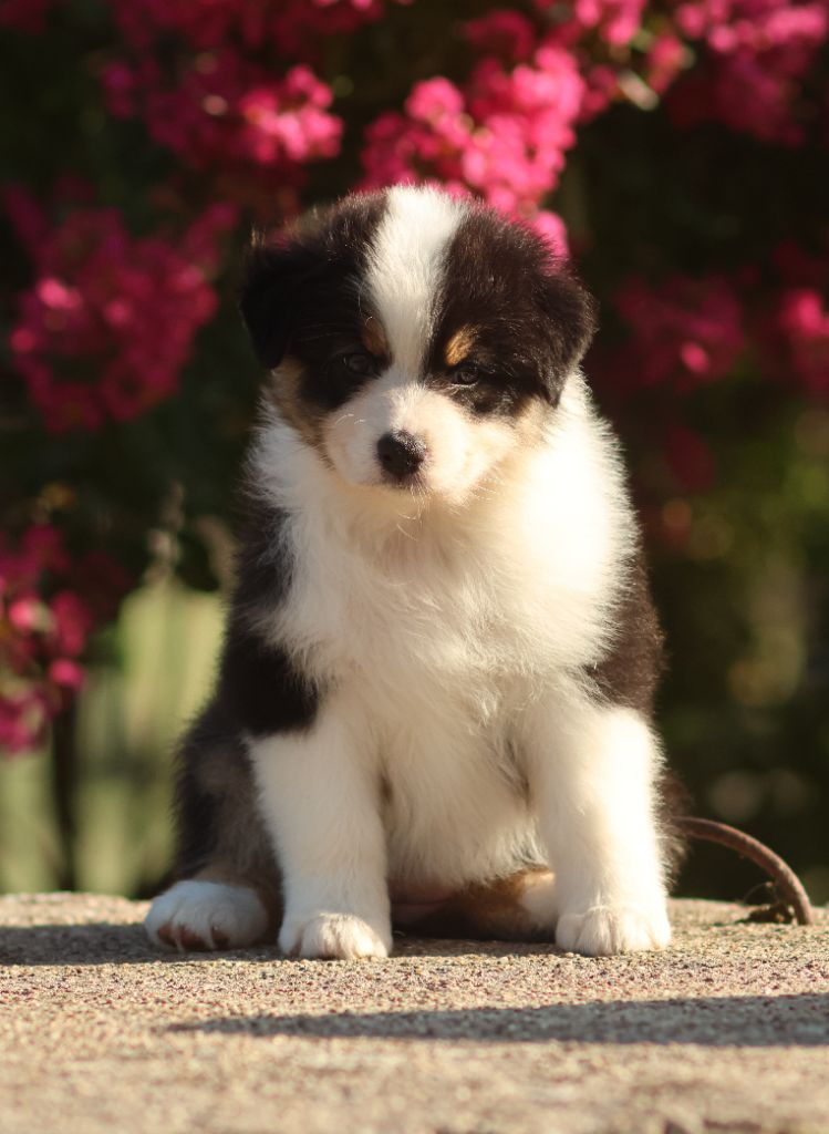 Semper Fidélis Aussie - Chiots disponibles - Berger Australien