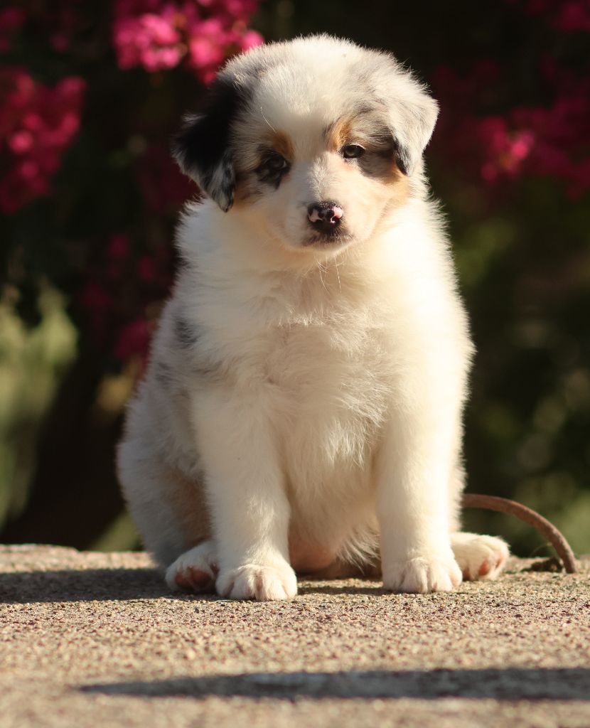 Semper Fidélis Aussie - Chiots disponibles - Berger Australien