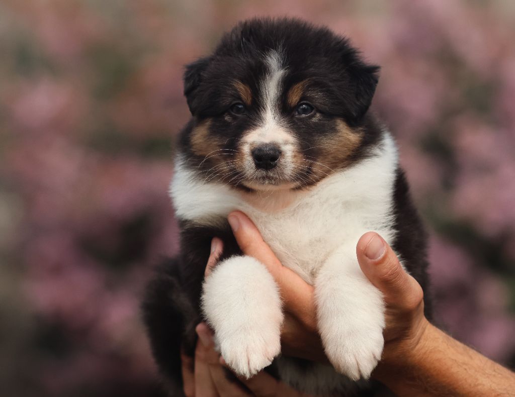 Semper Fidélis Aussie - Chiots disponibles - Berger Australien